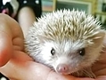 Ȃ